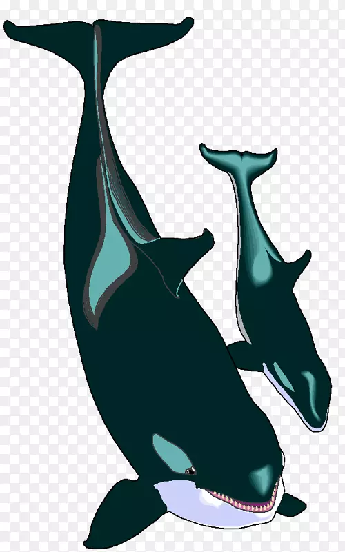 普通宽吻海豚图库溪虎鲸剪贴画-海豚