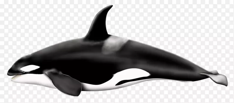 虎鲸鳍鲸剪贴画-鲸鱼