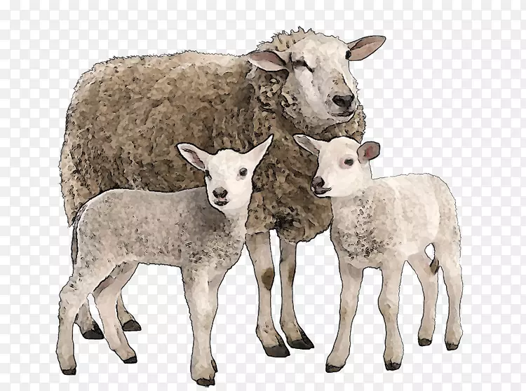 萨福克羊，山羊，美利奴羊，摄影牛-山羊