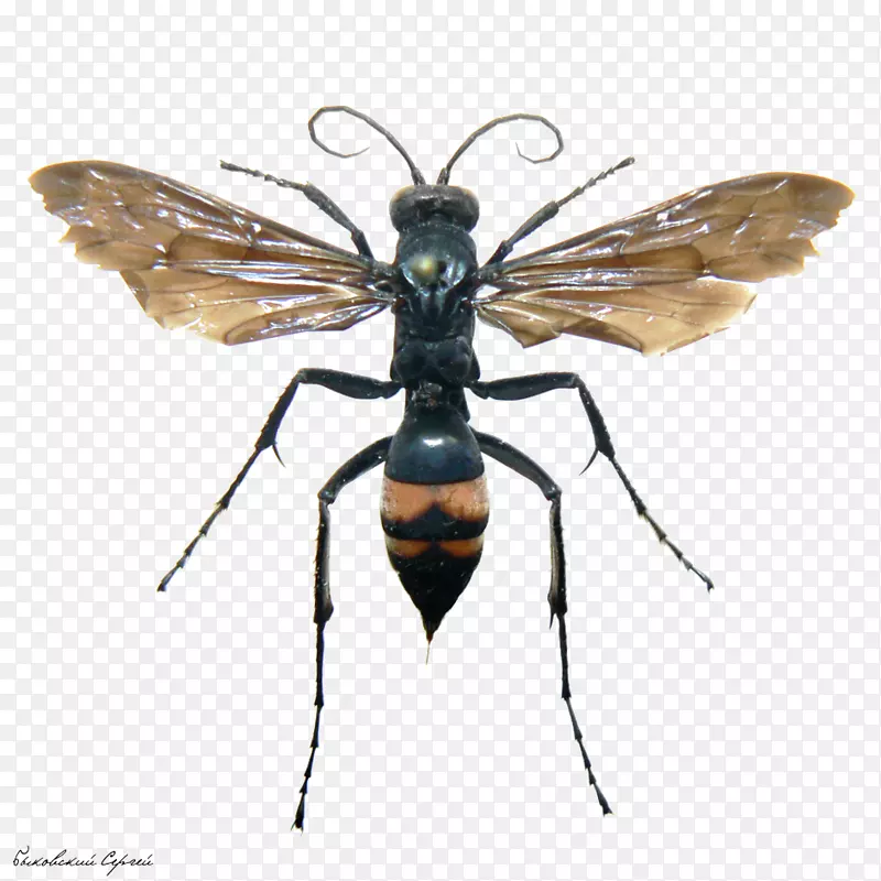 昆虫蜂黄蜂