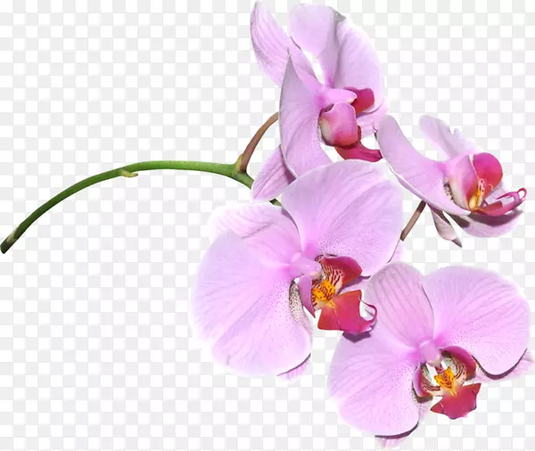 花卉光栅图形数字图像剪辑艺术-花卉