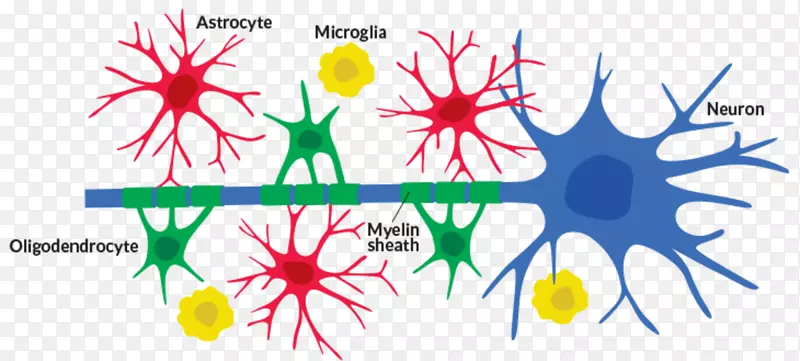神经胶质细胞星形胶质细胞小胶质细胞