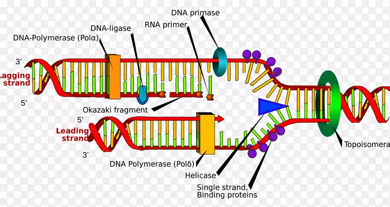 DNA复制DNA聚合酶核酸双螺旋核酸分子结构：脱氧核糖核酸-结构