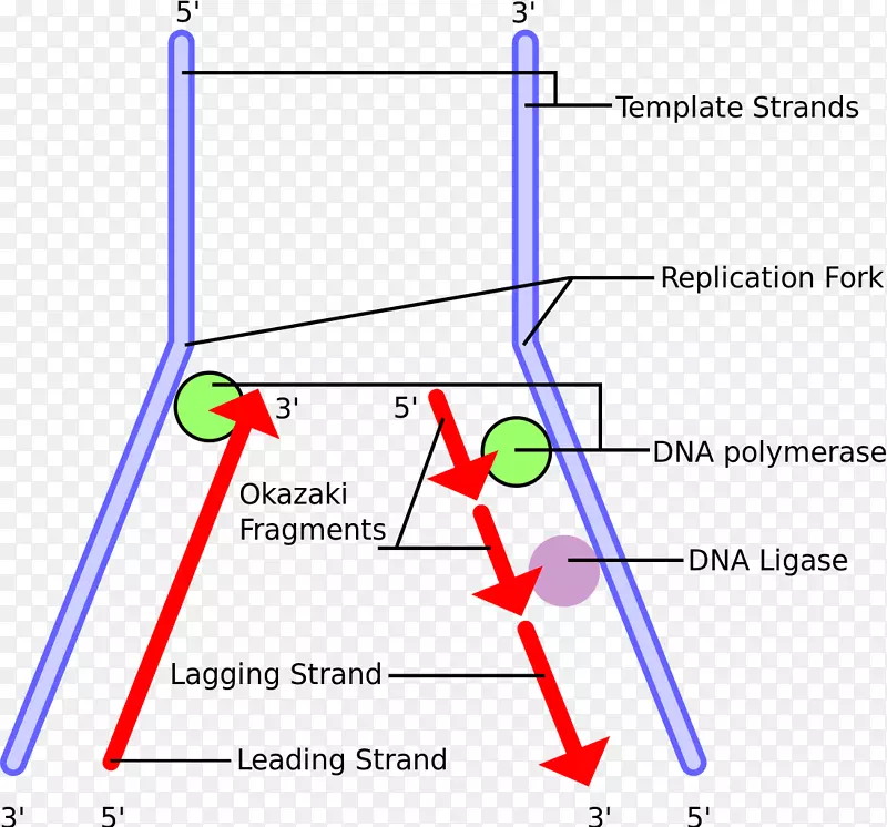 DNA复制Okazaki片段dna聚合酶端粒引物