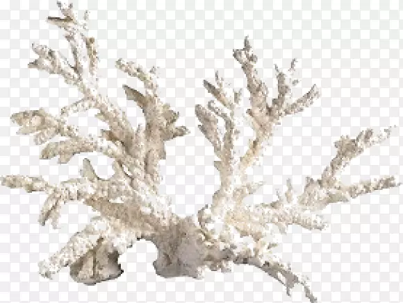 珊瑚水族馆濒危物种