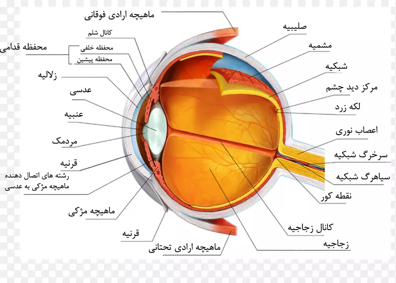 人眼解剖巩膜心眼