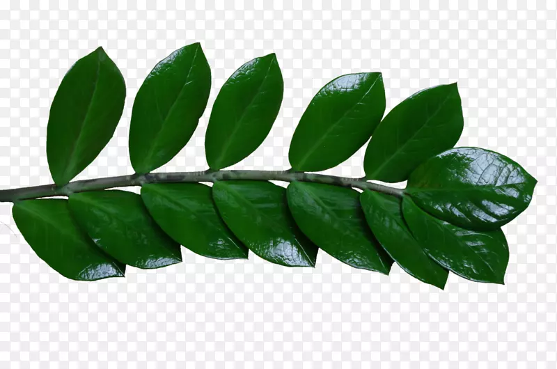 叶树-满足嫩枝创意绿色海报形象