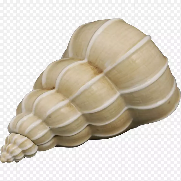 海贝壳纸陶瓷Lenox贝类壳