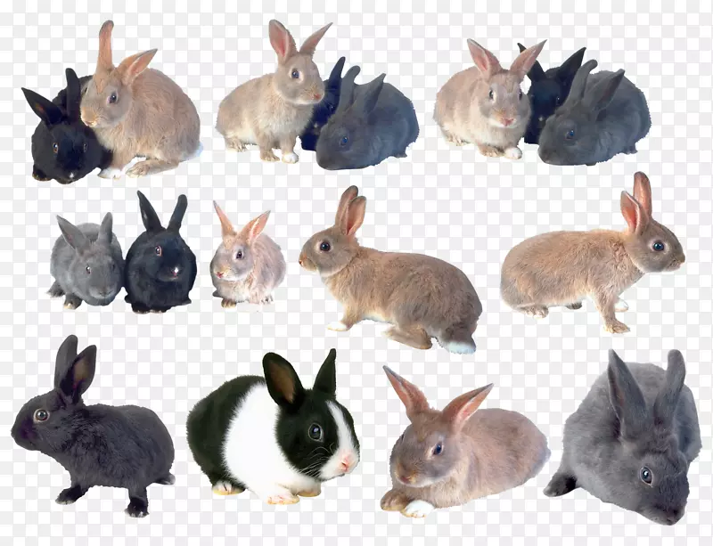 家养兔剪贴画-兔子