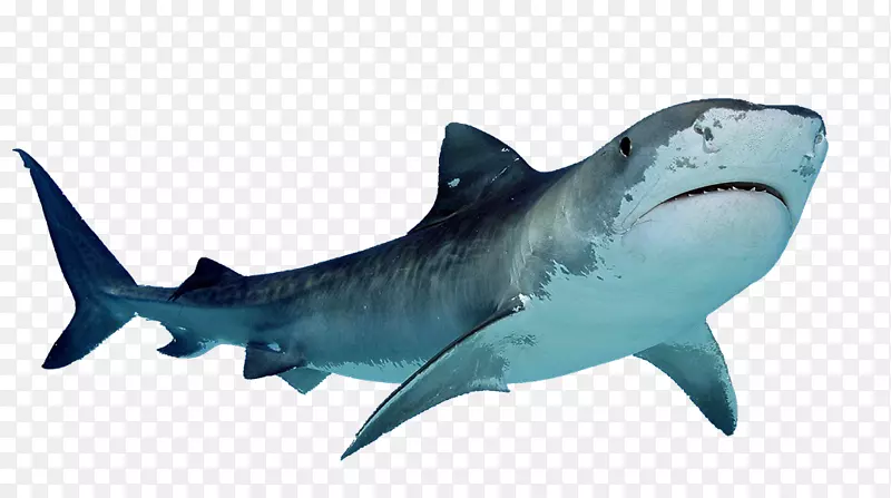 饥饿鲨鱼进化虎鲨剪贴画-鲨鱼