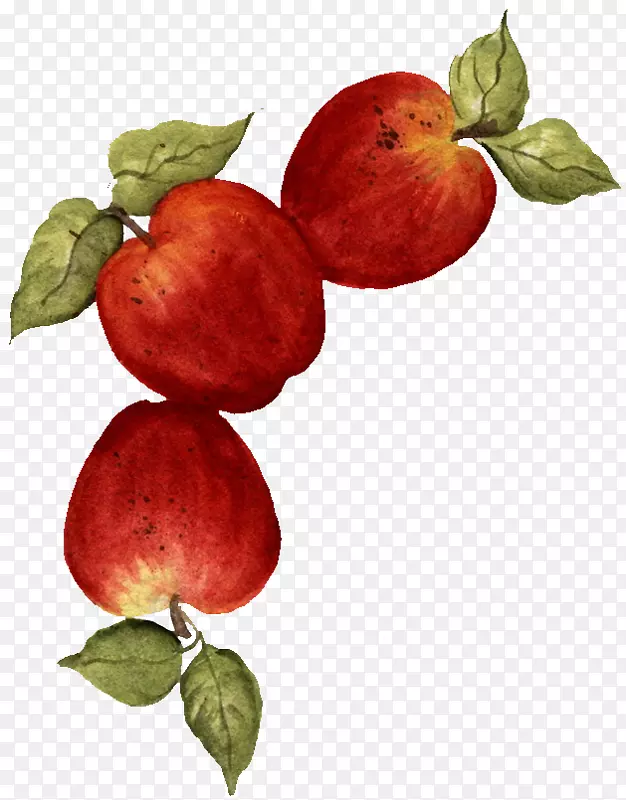 苹果水果绘图食品-苹果