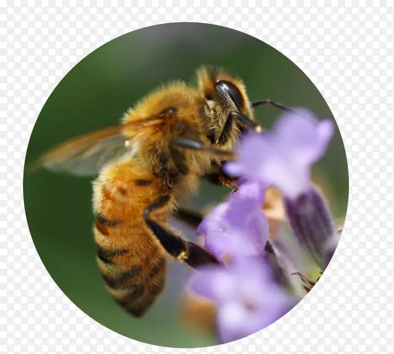 蜜蜂，大黄蜂，昆虫，花蜜-蜜蜂