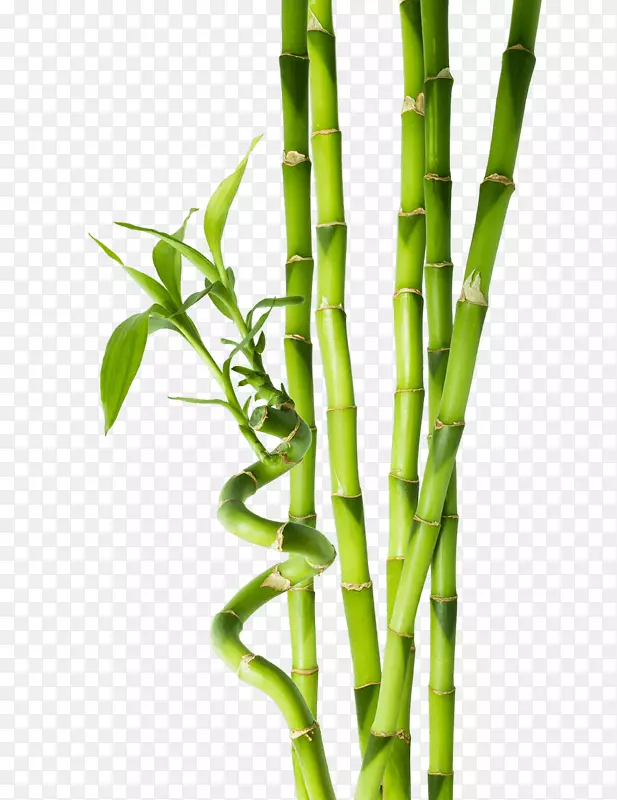 热带竹材摄影植物茎-竹