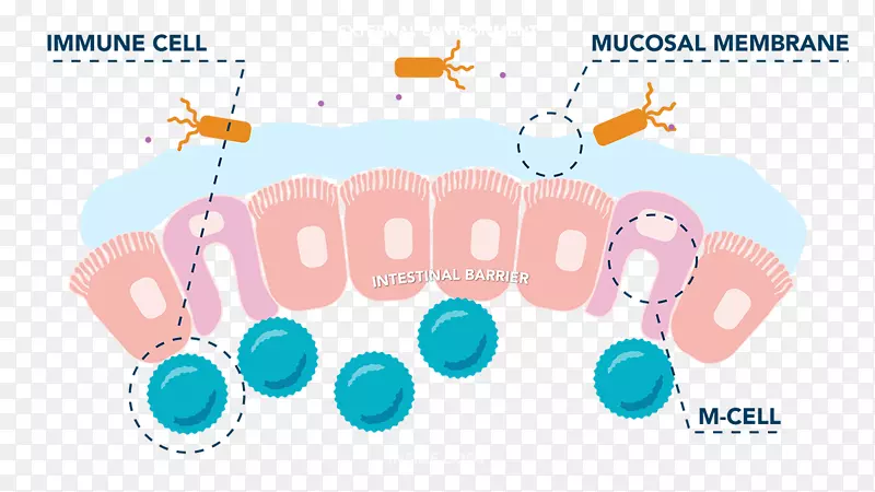 小肠微褶细胞、胃肠道-球状病原体癌细胞