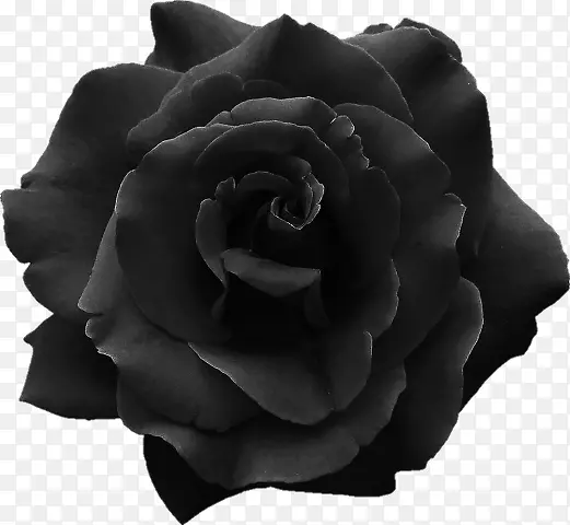 黑色玫瑰服装桌面壁纸-玫瑰