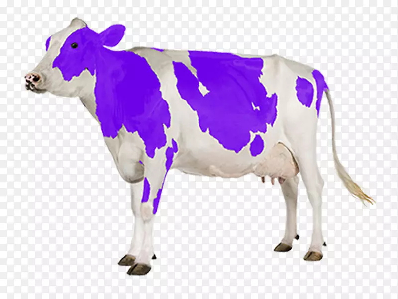 荷斯坦，弗利西亚牛，雌牛，乳牛-牛奶