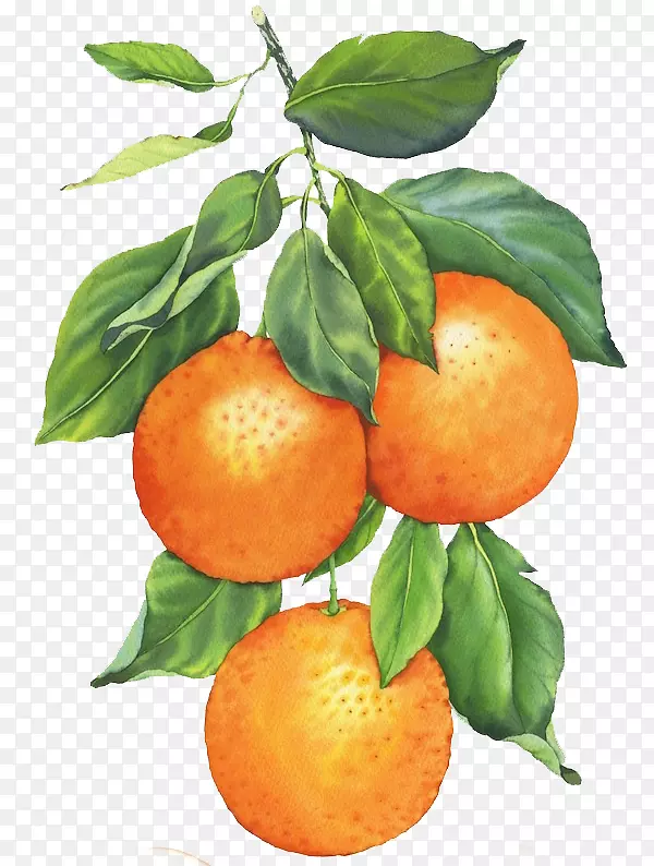克莱门汀水彩画橘子画