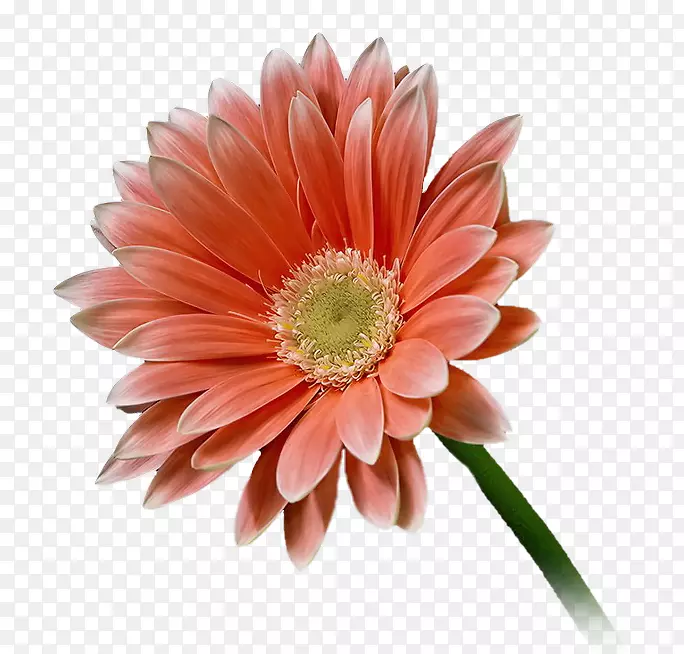 川菊切花菊花玫瑰花