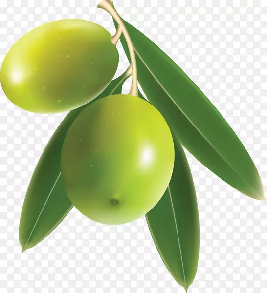 地中海菜橄榄枝剪贴画-橄榄