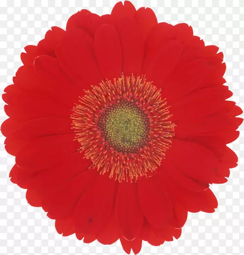 桌面壁纸花色红色花瓣花