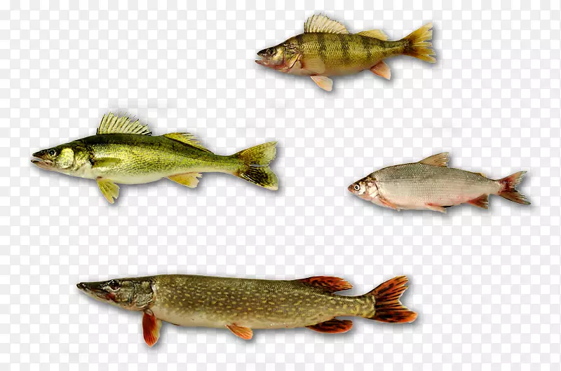鲑鱼产品黄鲈鱼渔业-鱼类