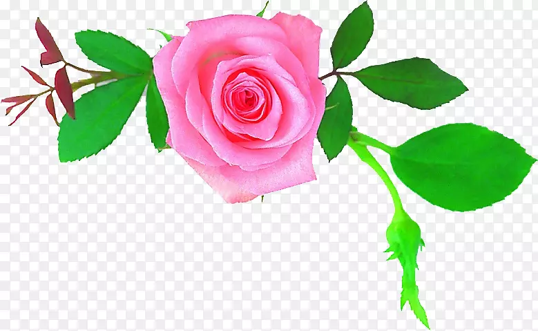 花园玫瑰，蜈蚣玫瑰，母花，花卉设计