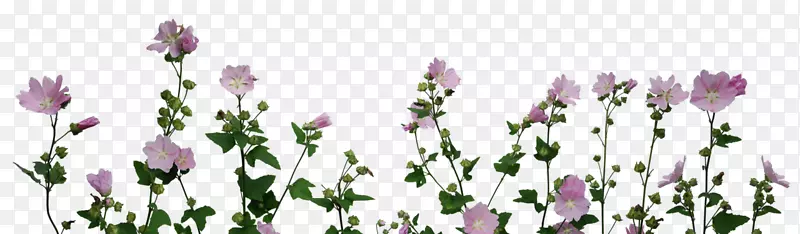 植物花卉花园玫瑰，蜈蚣玫瑰-植物