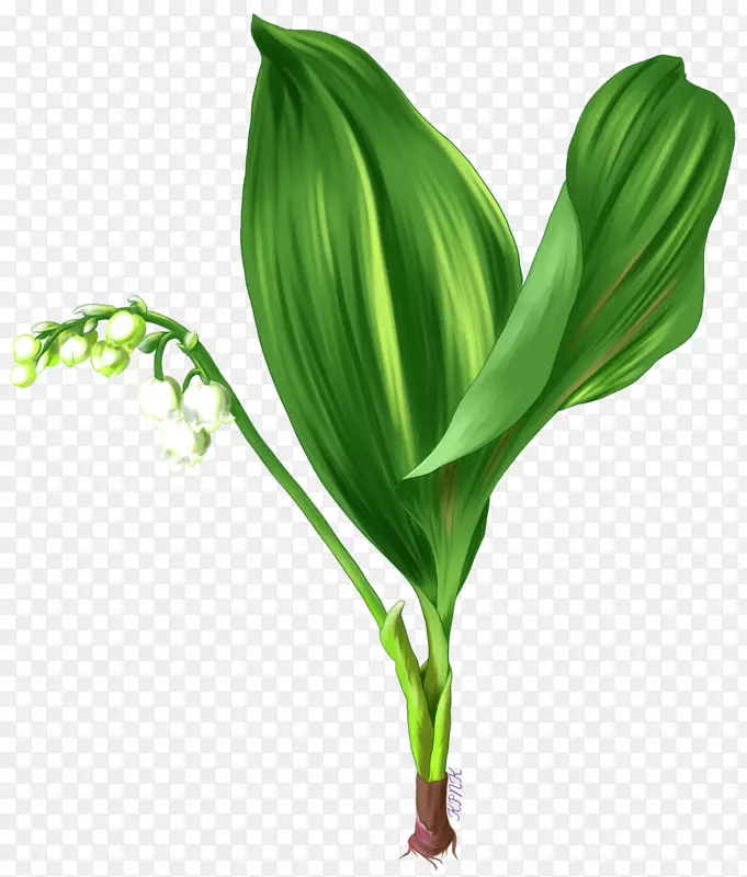 叶草植物茎花家族-一个温和的交易送礼