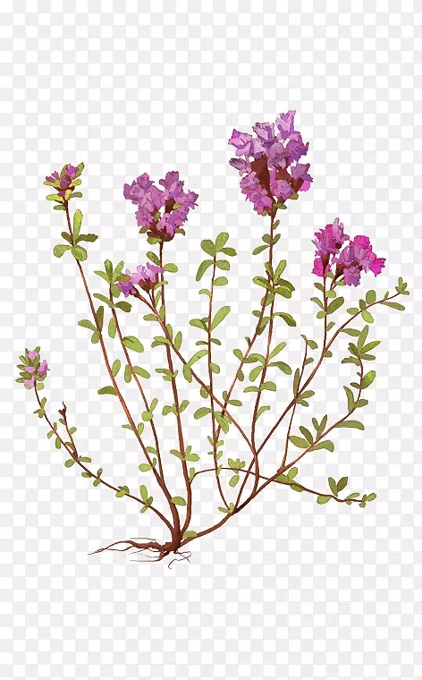 薰衣草紫切花植物茎紫