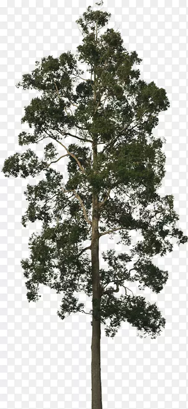 树冠原木摄影巨杉针叶锥冠