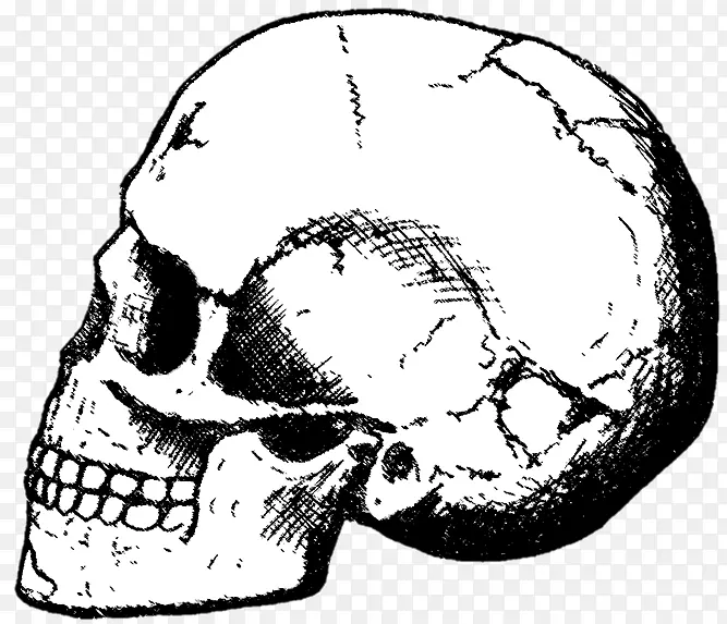 Skhul和Qafzeh人，史前人类早期迁徙，智人头盖骨