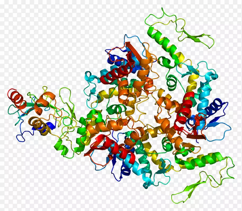 UBE3A蛋白Angelman综合征DNA聚合酶II基因