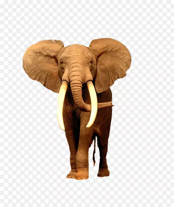 非洲灌木象桌面壁纸亚洲象