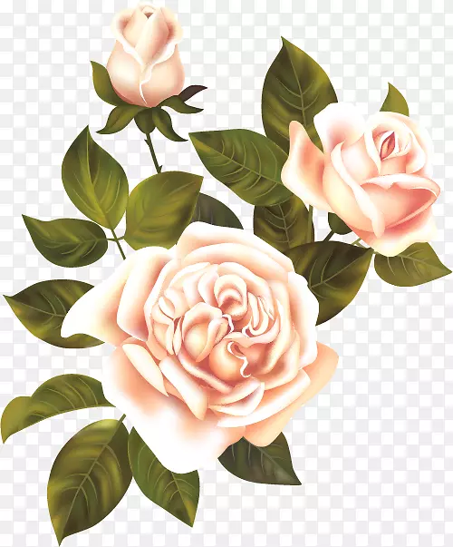 花园玫瑰静物：粉红色玫瑰，花-花