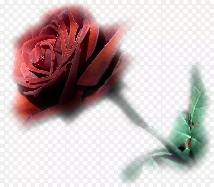 鲜花花束花园玫瑰蓝色动画-花