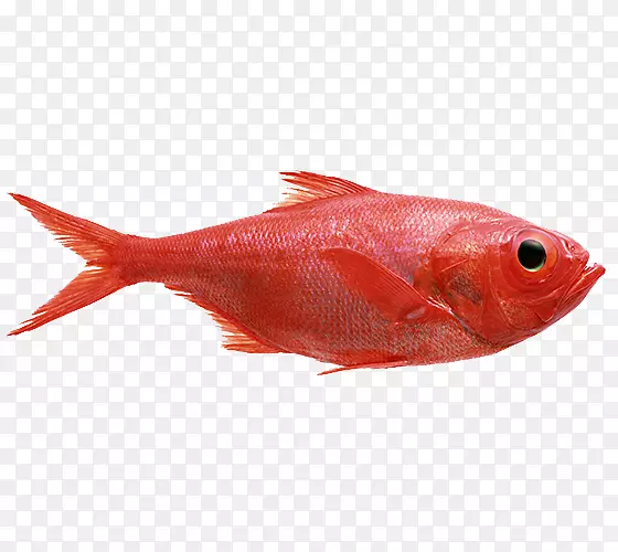 北红笛鲷鱼产品鲑鱼鱼
