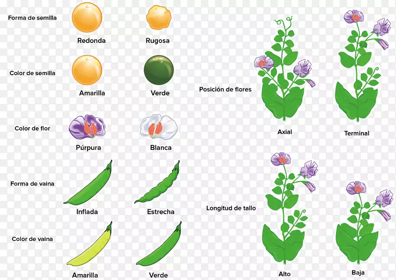 豌豆单杂交植株表型性状-豌豆遗传