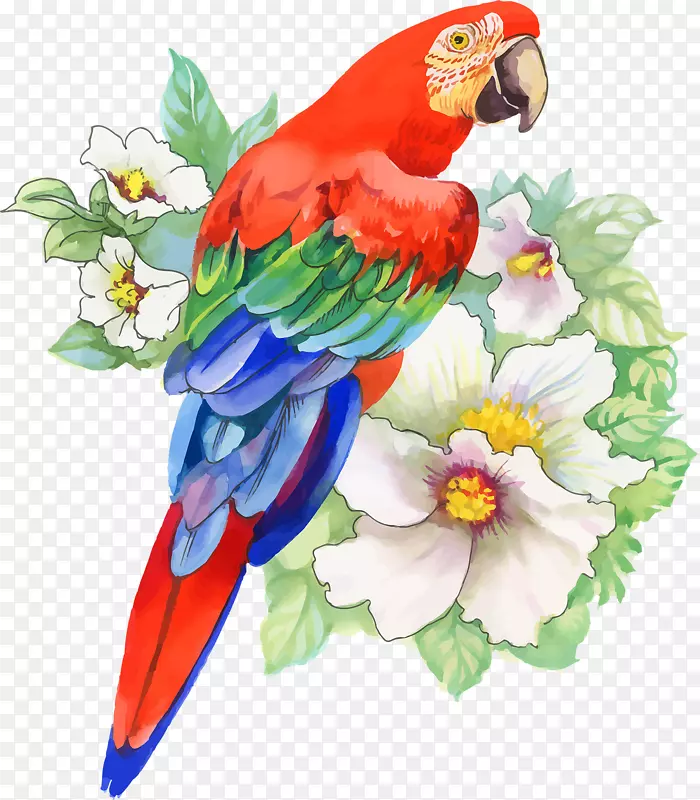 鸟鹦鹉画水彩画-鸟
