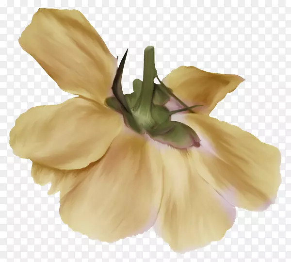 画花画线艺术花艺花卉设计