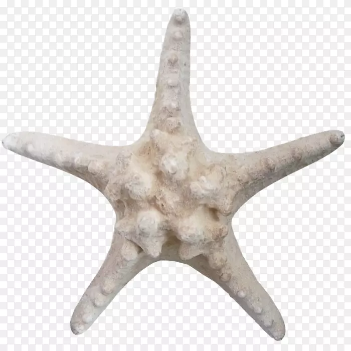 海星棘皮动物棕海星