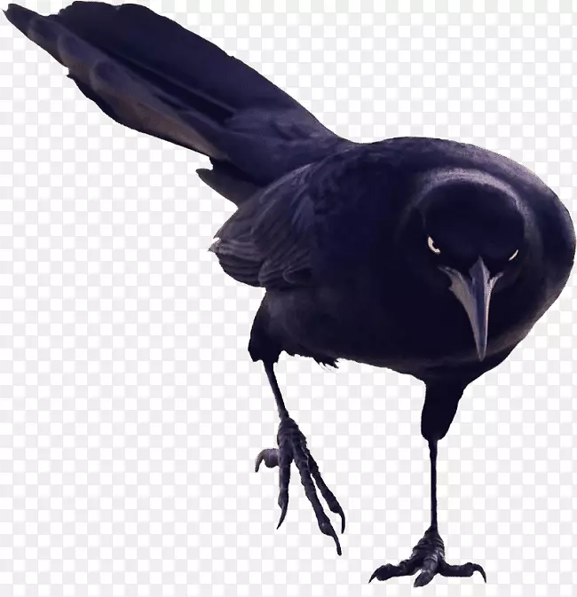 新加里东乌鸦鸟