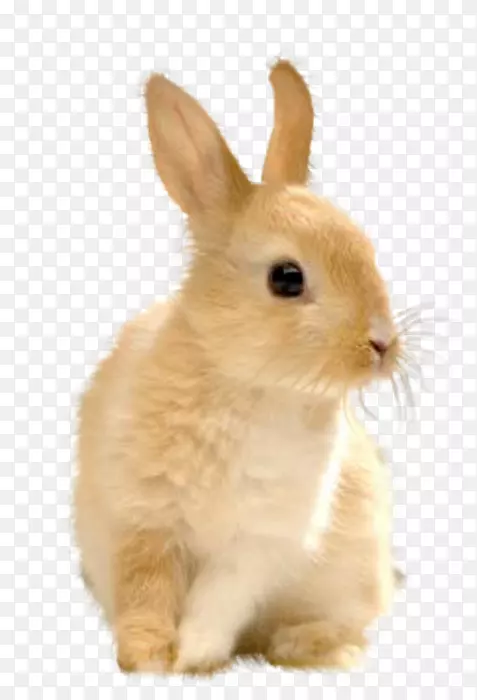 欧洲兔子复活节兔子-兔子