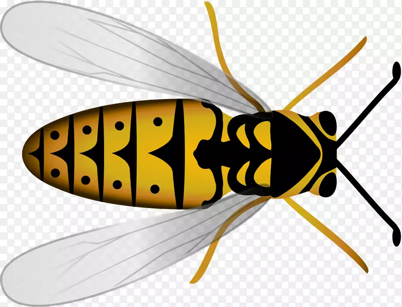 蜜蜂、昆虫、黄蜂、蜂巢-蜜蜂