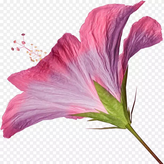 芙蓉电脑图标粉色花夹艺术花