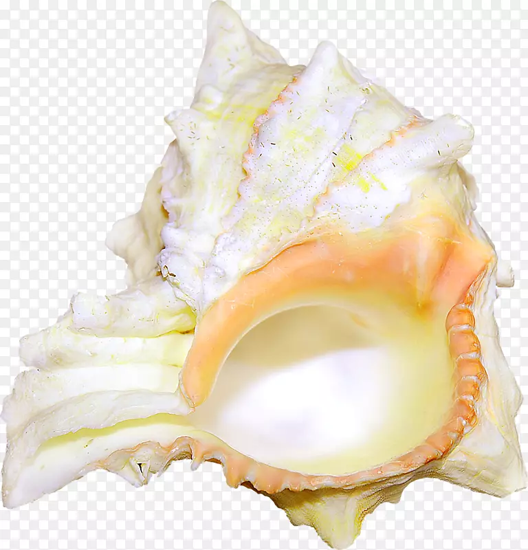 海螺贝壳海螺
