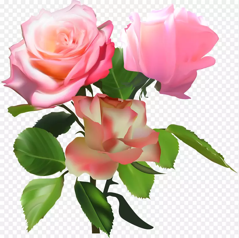 花园玫瑰、蜈蚣玫瑰、纪念玫瑰花、花缎、玫瑰花