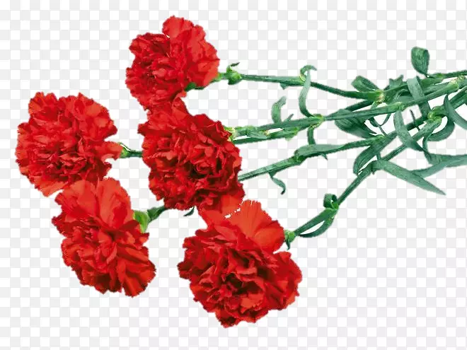 康乃馨花束红色剪贴画-花