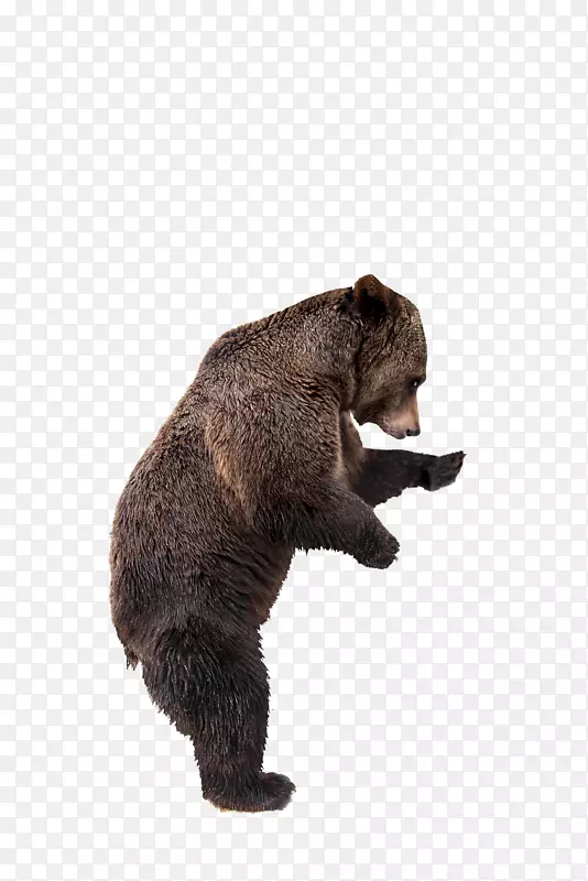 灰熊堪察加棕熊摄影科迪亚克熊
