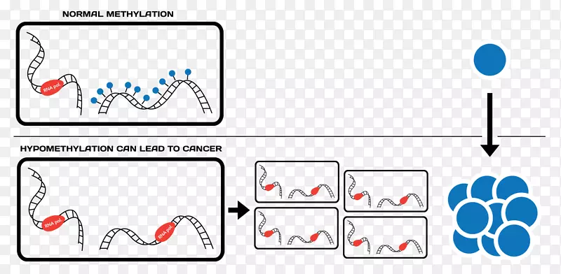 球形病原体表观遗传学DNA甲基化基因表达CRISPR-癌细胞
