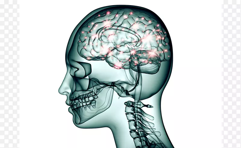 脑神经元托吡酯神经系统神经脑